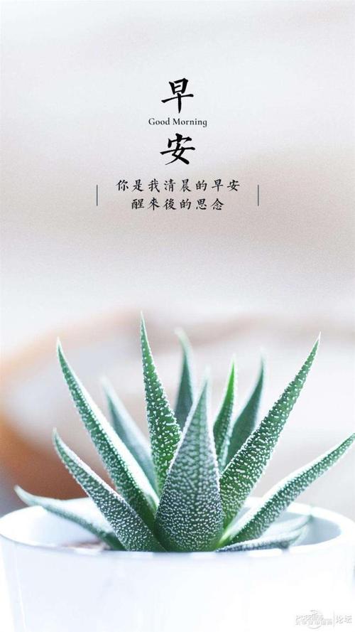 关于花的正能量的发圈句子（花开富贵，花谢离愁——感受花的正能量）