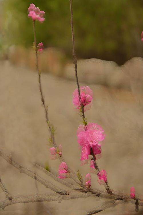 形容花开得很灿烂的诗句（花开灿烂的唯美诗句）