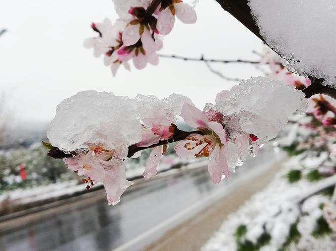 关于春雪的唯美诗句（春雪的唯美诗句大全）