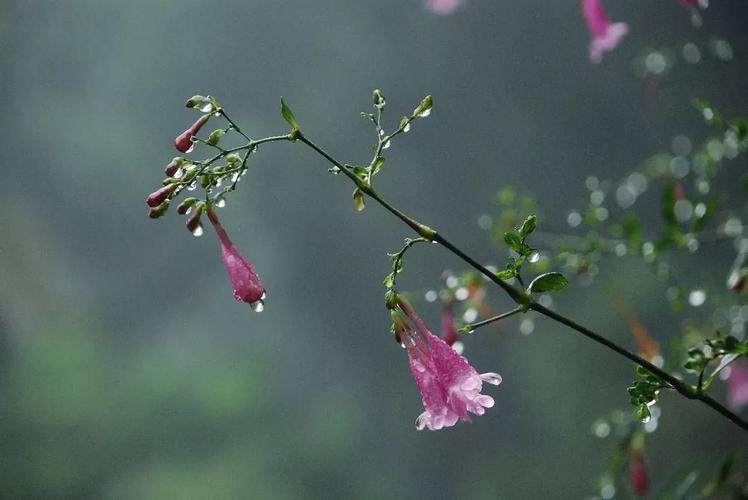 写花的唯美诗词（主题：写花的唯美诗句）