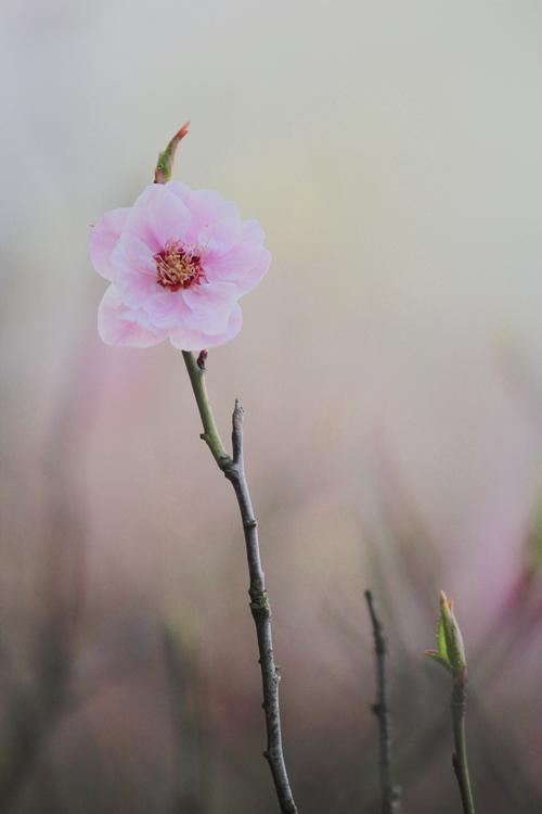 写花的唯美诗词（主题：写花的唯美诗句）