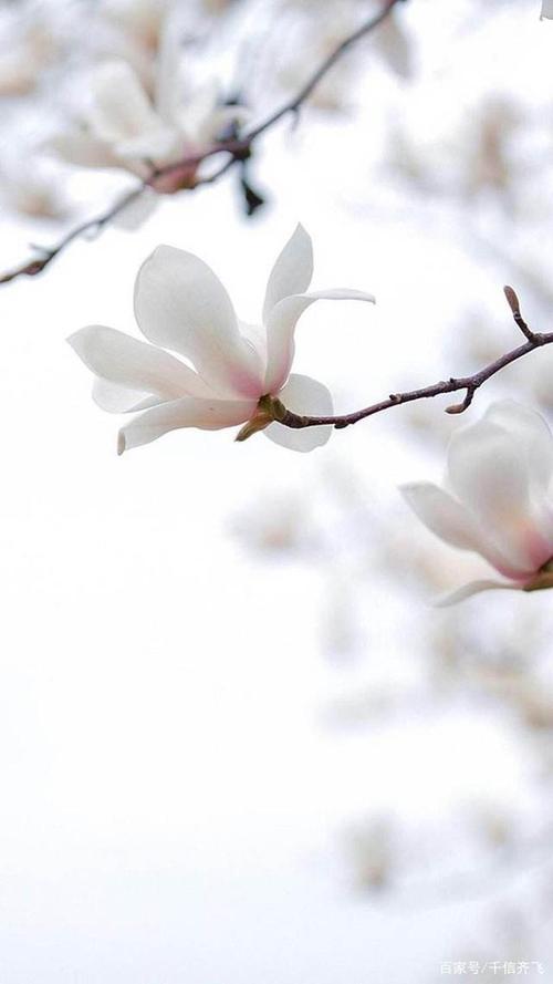 写花的唯美诗词（主题：写花的唯美诗句）