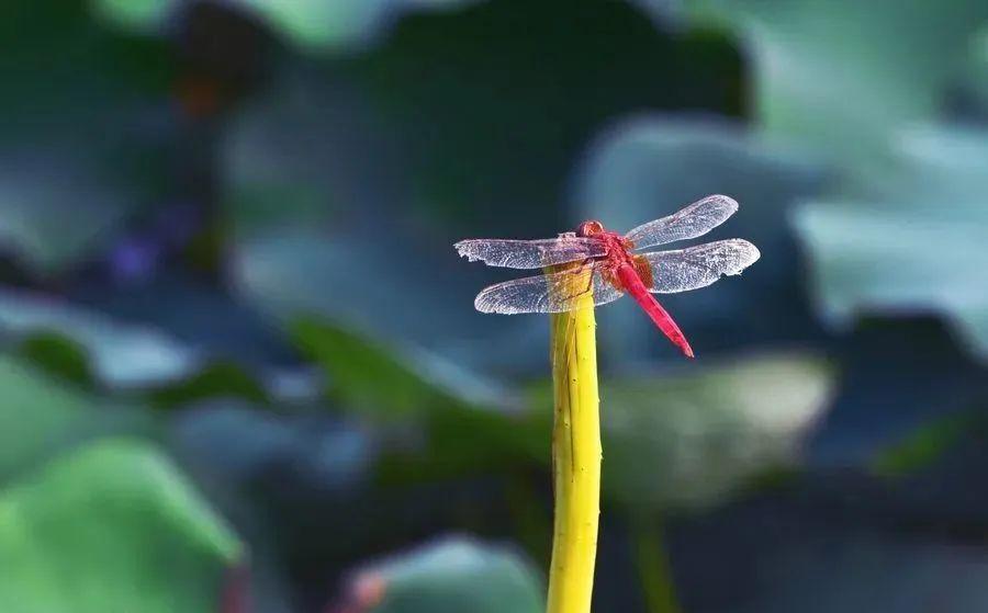 荷香销晚夏，菊气入新秋（十首晚夏的诗词）