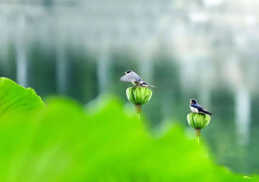 荷香销晚夏，菊气入新秋（十首晚夏的诗词）