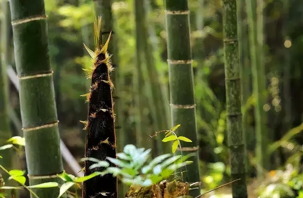 赞美春笋好吃的诗词（十首有关新笋的诗词）