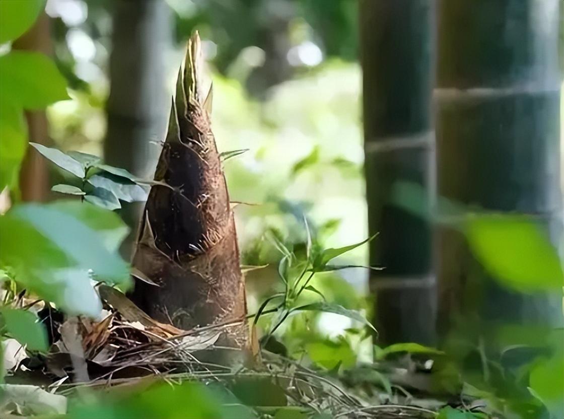 赞美春笋好吃的诗词（十首有关新笋的诗词）