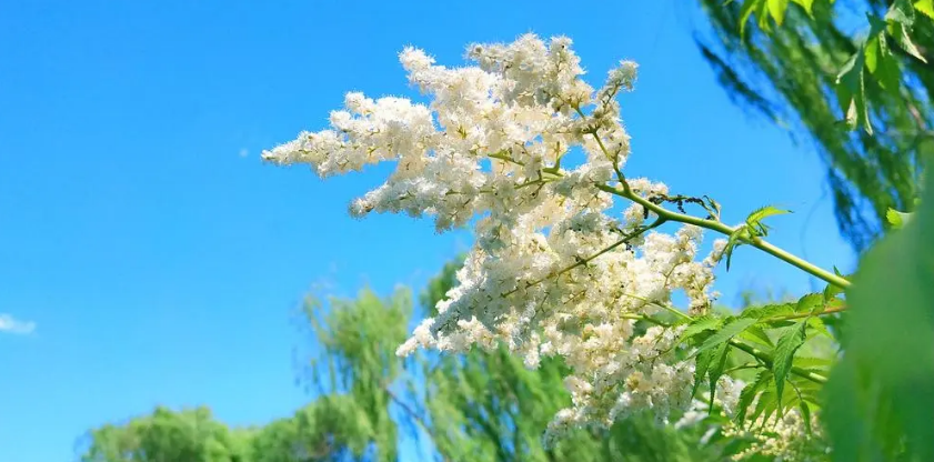 适合夏天经典的古诗词（十二首首夏的诗词）