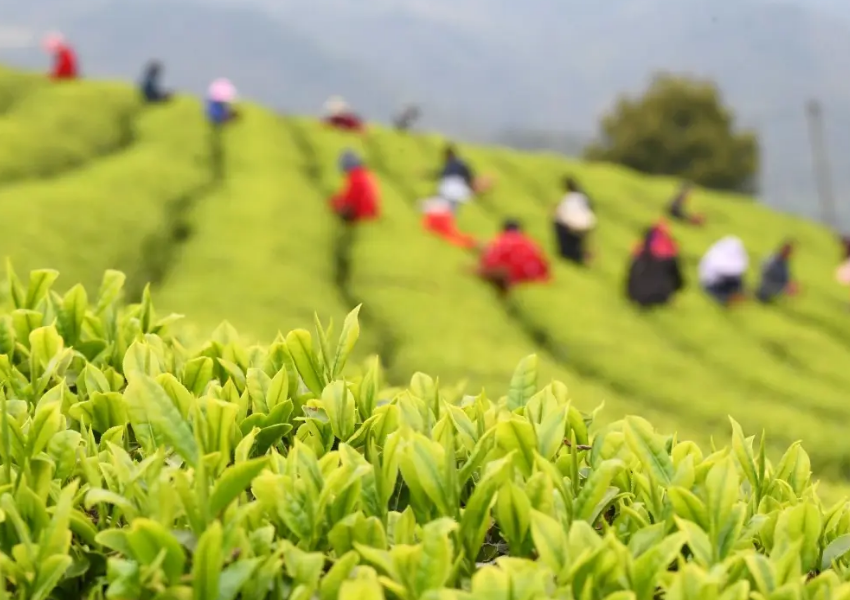 采茶经典诗词大全（十首有关采茶的诗词）