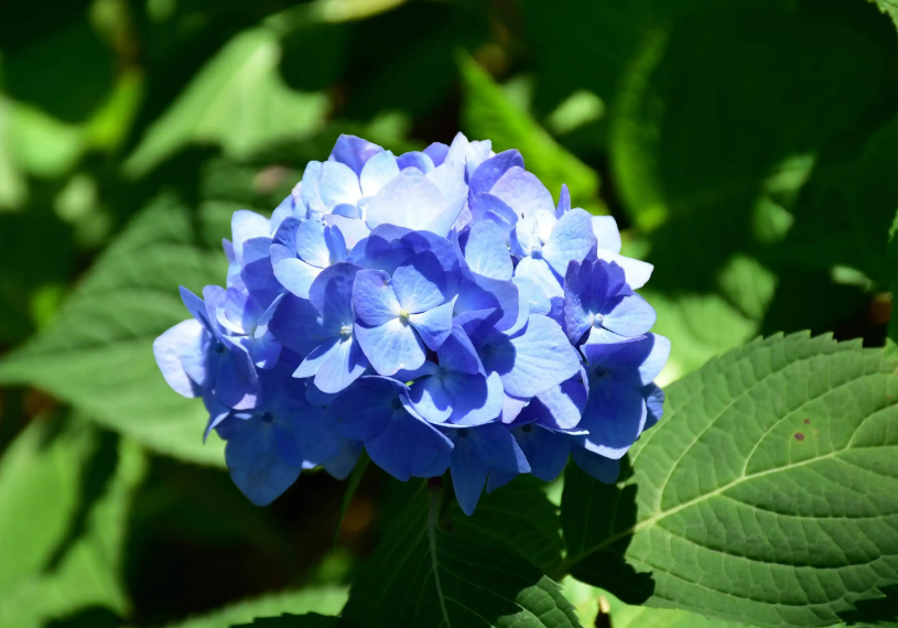 绣球花经典诗词大全（有关绣球花的诗词）