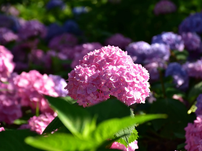 绣球花经典诗词大全（有关绣球花的诗词）