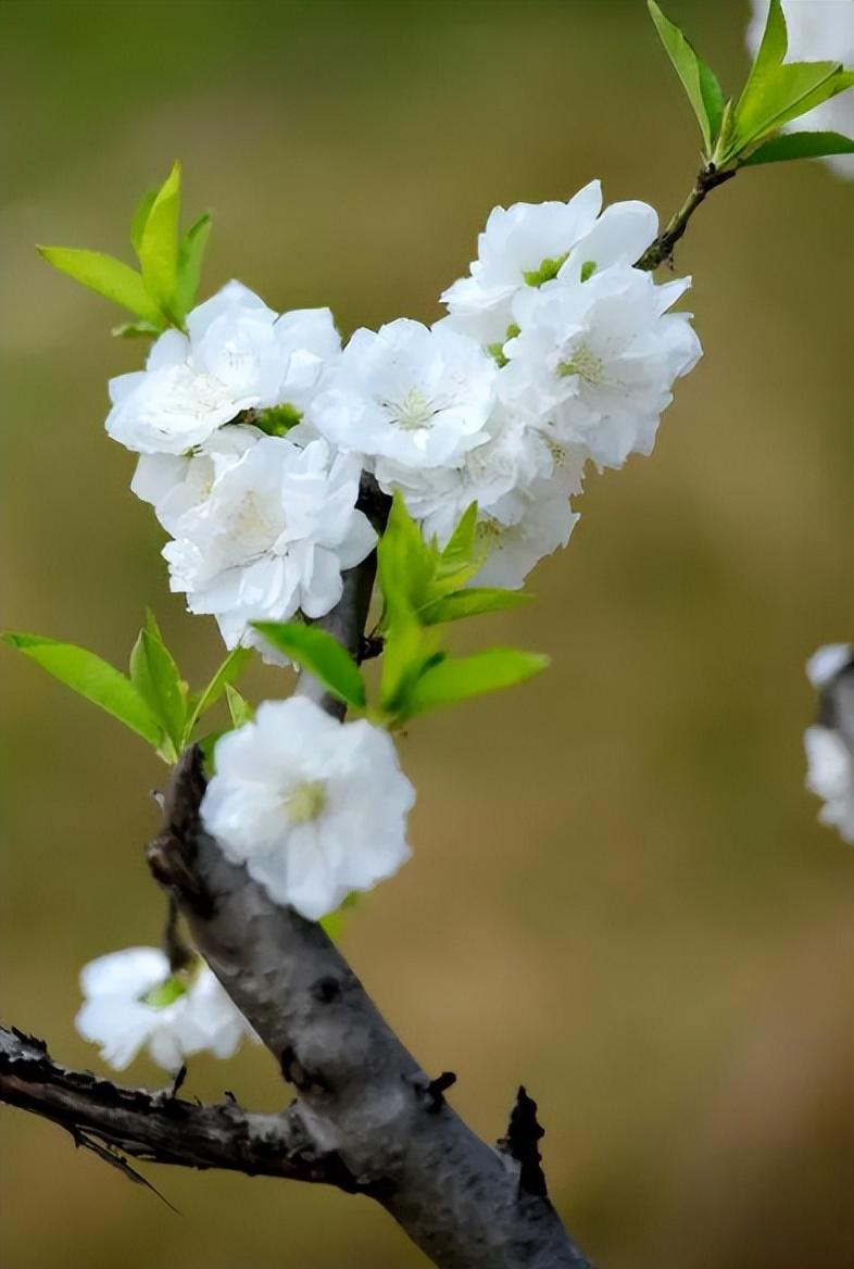 白桃花经典诗词有哪些（十首白桃花的诗词）