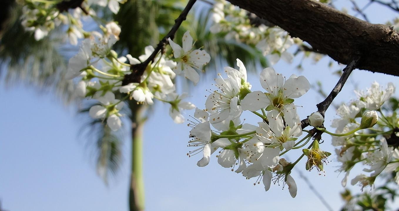 白桃花经典诗词有哪些（十首白桃花的诗词）