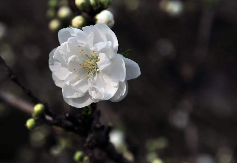 白桃花经典诗词有哪些（十首白桃花的诗词）