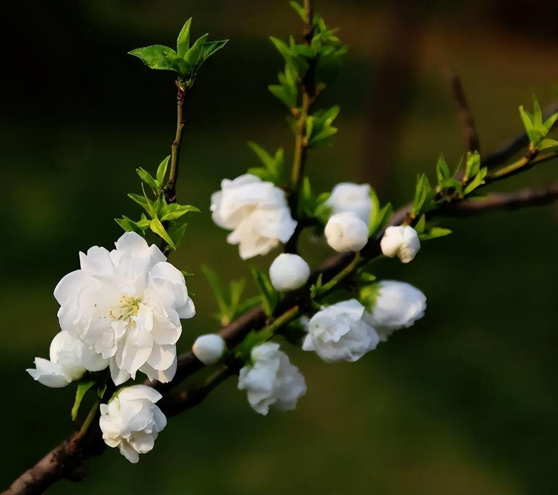 白桃花经典诗词有哪些（十首白桃花的诗词）