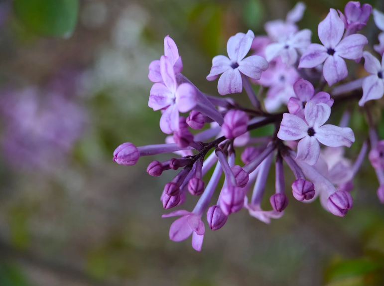 丁香花经典诗词大全（十首丁香花的诗词）