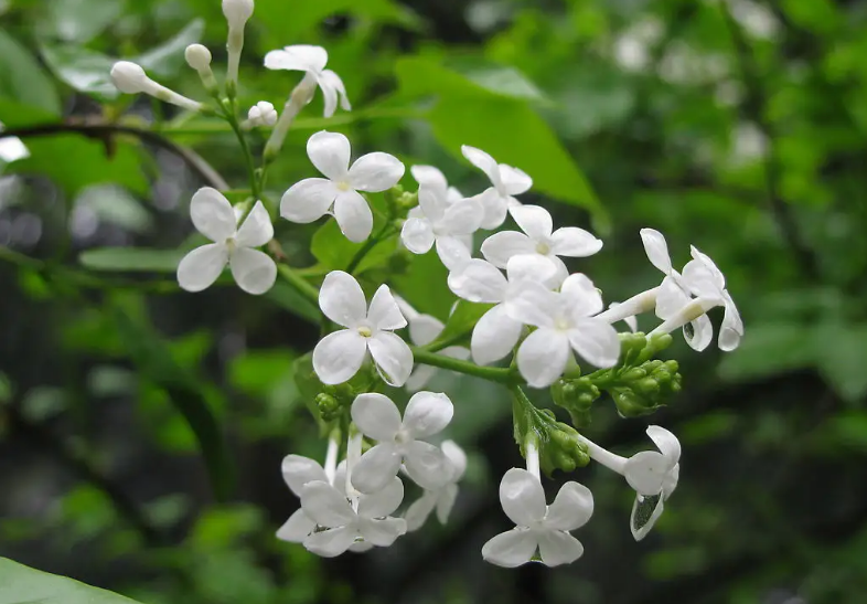 丁香花经典诗词大全（十首丁香花的诗词）