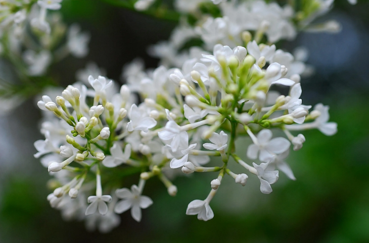 丁香花经典诗词大全（十首丁香花的诗词）