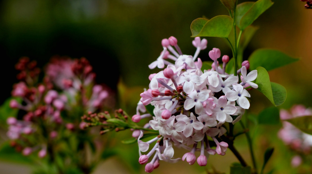 丁香花经典诗词大全（十首丁香花的诗词）