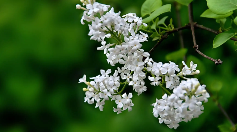 丁香花经典诗词大全（十首丁香花的诗词）