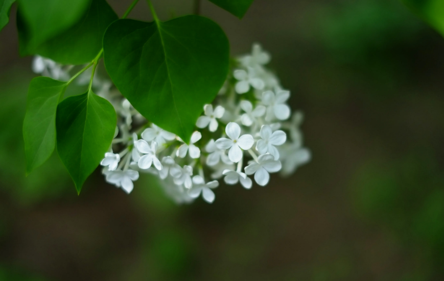 丁香花经典诗词大全（十首丁香花的诗词）