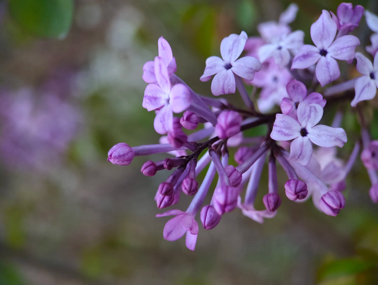 丁香花经典诗词大全（十首丁香花的诗词）