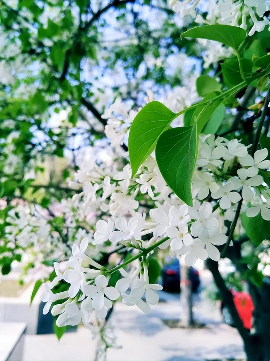 丁香花经典诗词大全（十首丁香花的诗词）