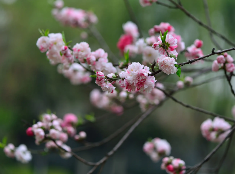 赞美碧桃花经典诗词（十首有关碧桃花的诗词）