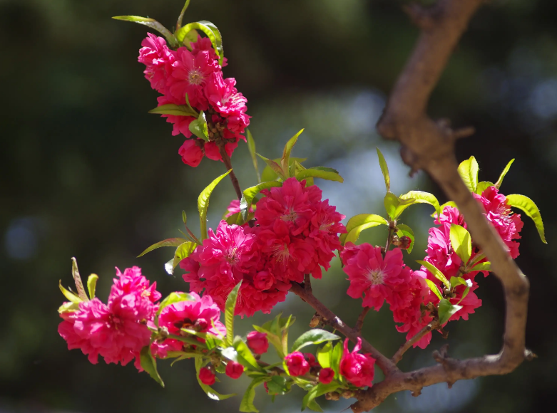 赞美碧桃花经典诗词（十首有关碧桃花的诗词）