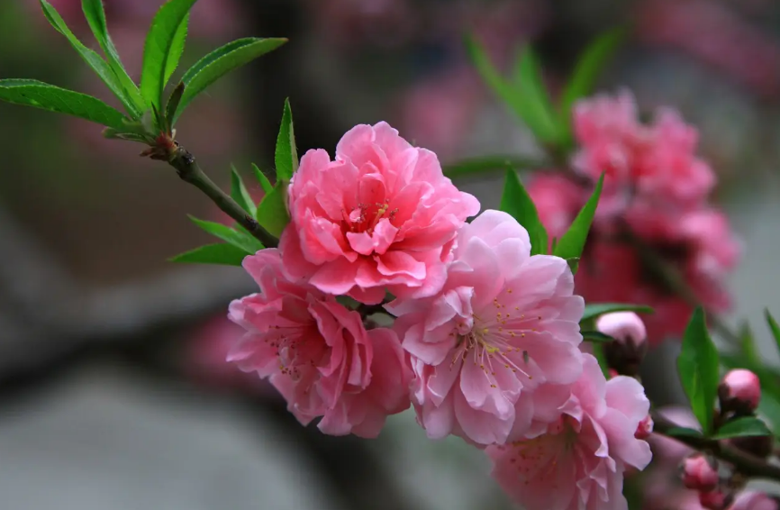 赞美碧桃花经典诗词（十首有关碧桃花的诗词）