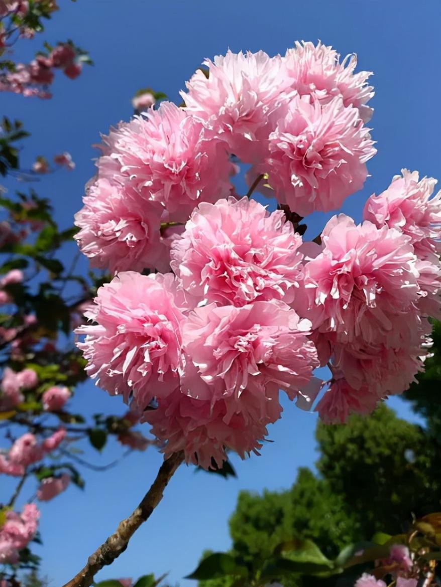 赞美碧桃花经典诗词（十首有关碧桃花的诗词）