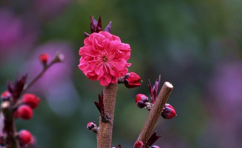 赞美碧桃花经典诗词（十首有关碧桃花的诗词）