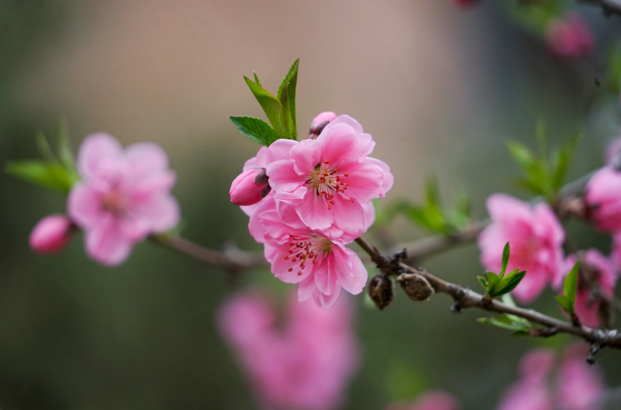 赞美碧桃花经典诗词（十首有关碧桃花的诗词）