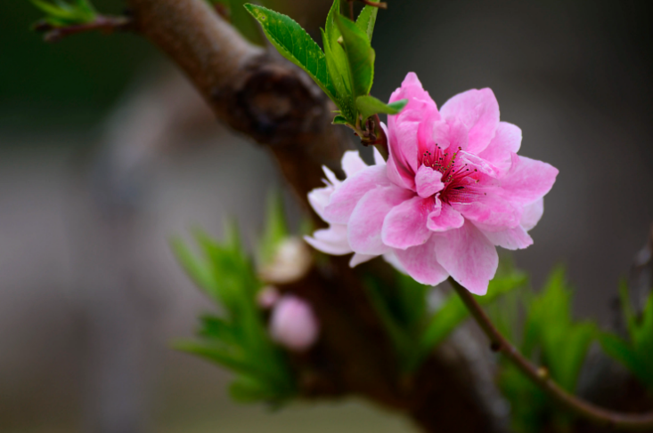 赞美碧桃花经典诗词（十首有关碧桃花的诗词）