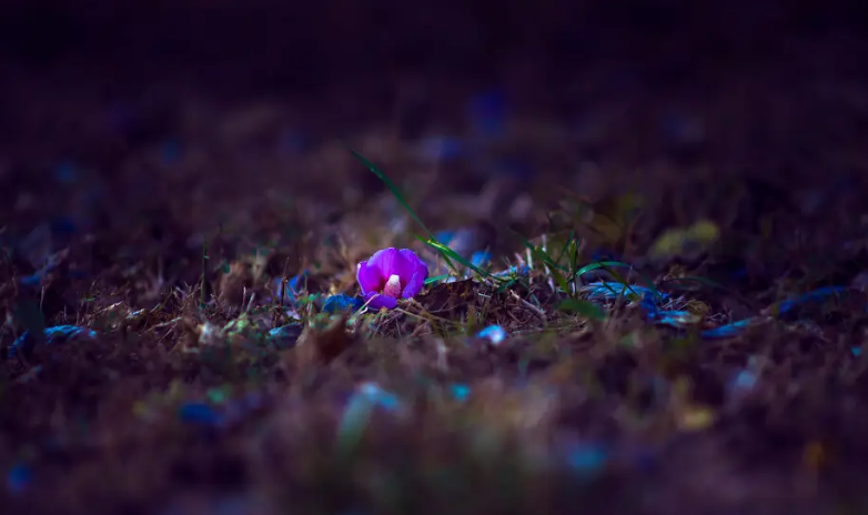 落花经典诗词有哪些（十首落花的诗词）