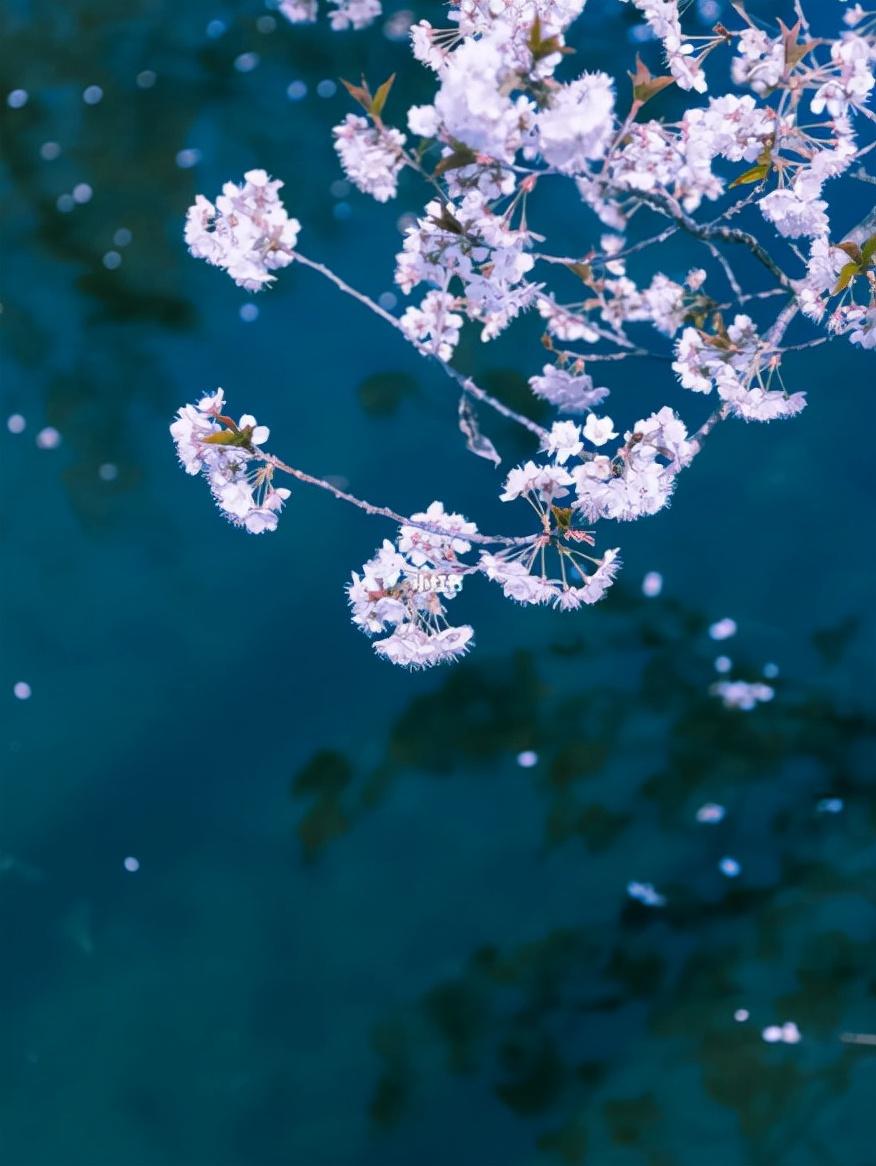 落花经典诗词有哪些（十首落花的诗词）