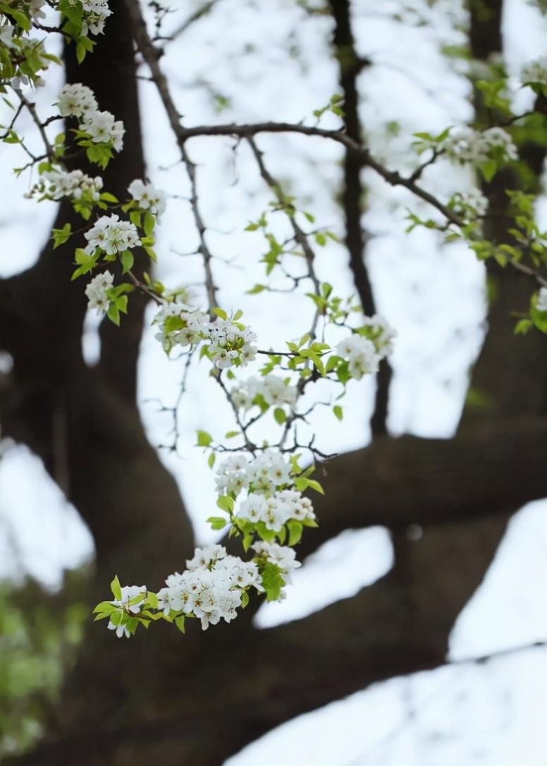 棠梨花唯美古诗寓意（十二首棠梨花的诗词）