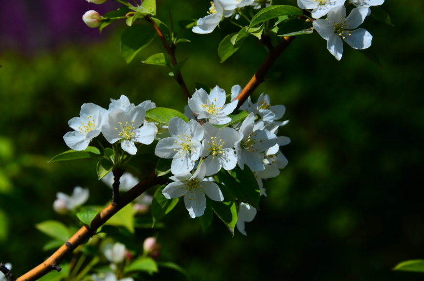 棠梨花唯美古诗寓意（十二首棠梨花的诗词）