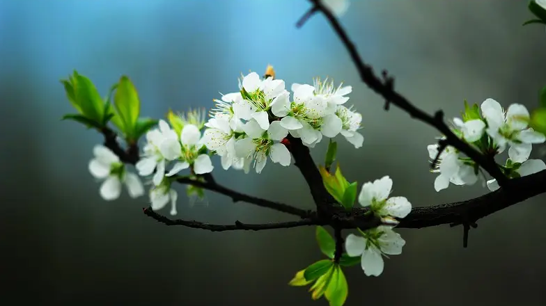 棠梨花唯美古诗寓意（十二首棠梨花的诗词）