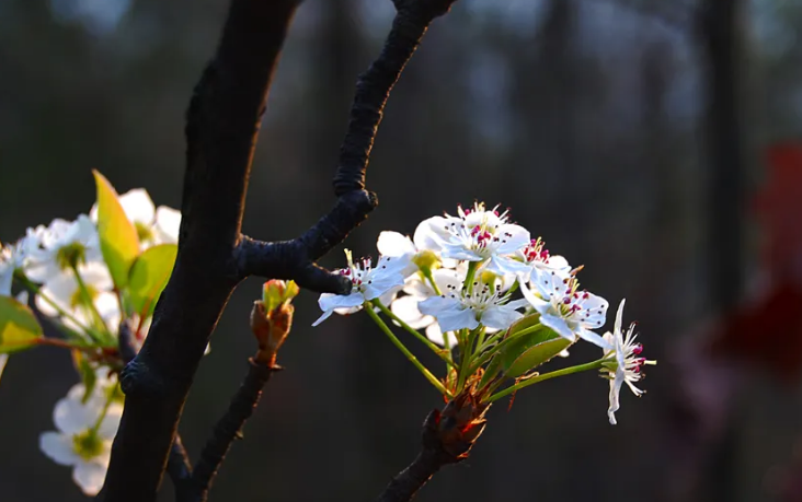 棠梨花唯美古诗寓意（十二首棠梨花的诗词）