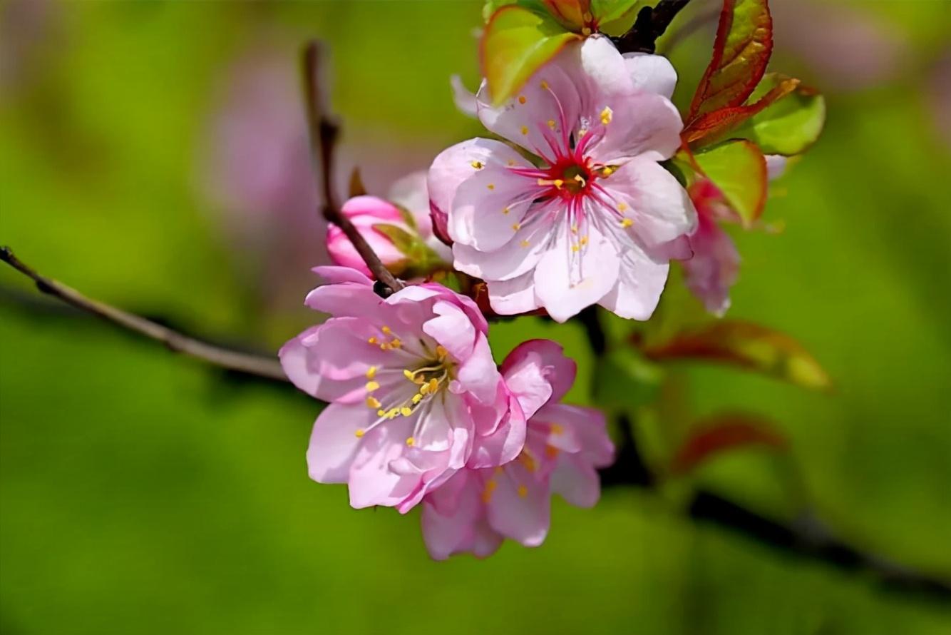 郁李花唯美古诗（八首郁李花的诗词）