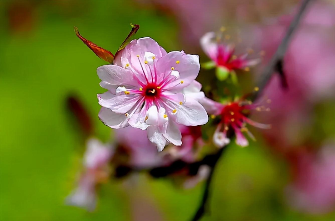 郁李花唯美古诗（八首郁李花的诗词）