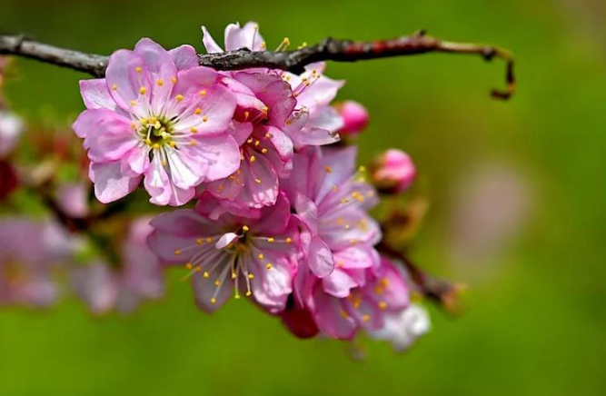 郁李花唯美古诗（八首郁李花的诗词）