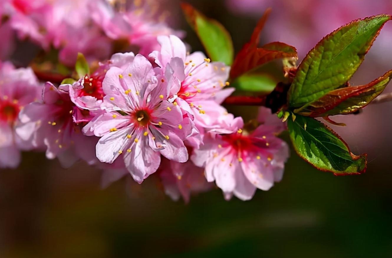 郁李花唯美古诗（八首郁李花的诗词）