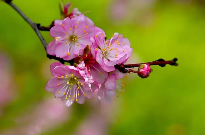 郁李花唯美古诗（八首郁李花的诗词）