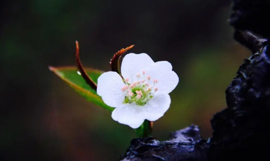 春寒唯美古诗大全（十首春寒的诗词）