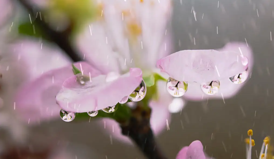 春寒唯美古诗大全（十首春寒的诗词）