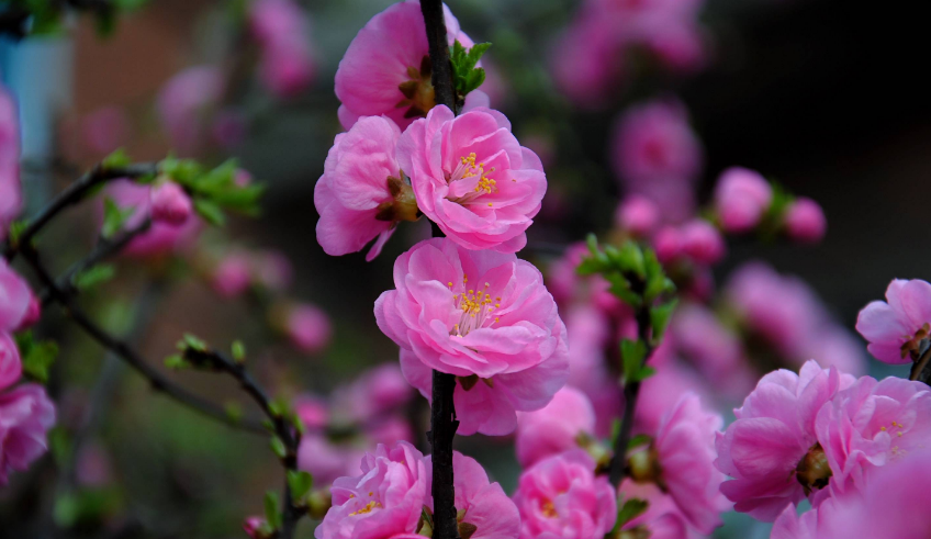 桃花唯美古诗大全（十二首桃花的诗词）