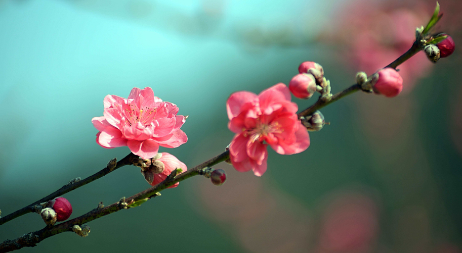 桃花唯美古诗大全（十二首桃花的诗词）