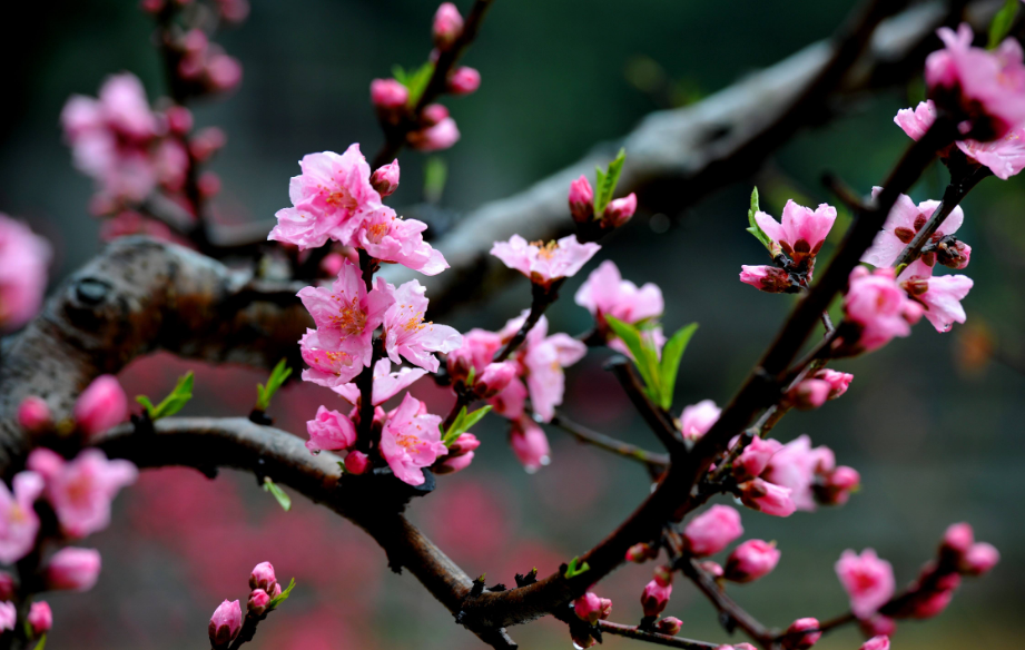 桃花唯美古诗大全（十二首桃花的诗词）