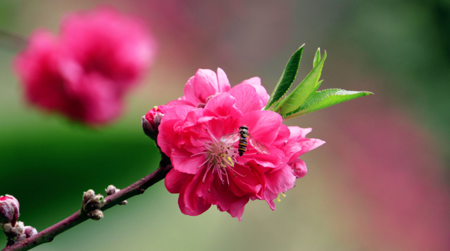 桃花唯美古诗大全（十二首桃花的诗词）